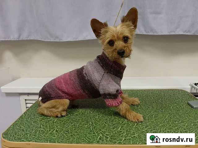 Вязаная одежда для собак Тверь - изображение 1