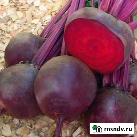 Свекла Шарыпово - изображение 1