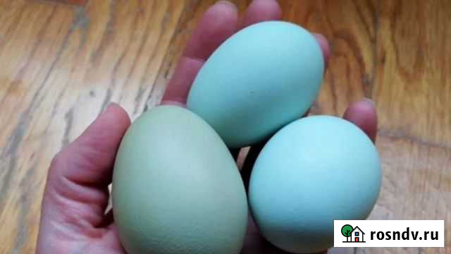 Амераукан яйцо Махачкала - изображение 1