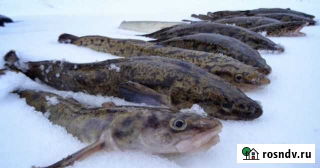 Свежая рыба Первоуральск - изображение 1