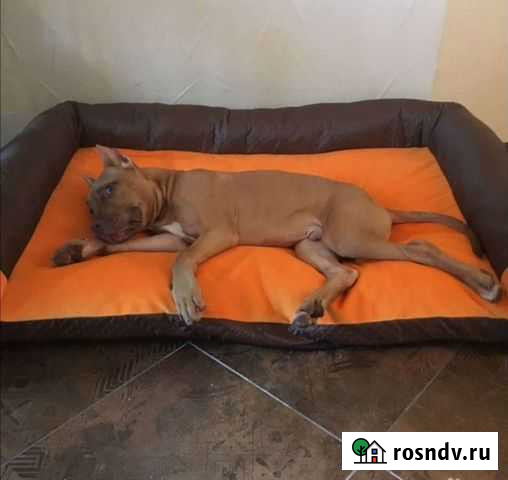 Лежанка для собак любых размеров Санкт-Петербург - изображение 1