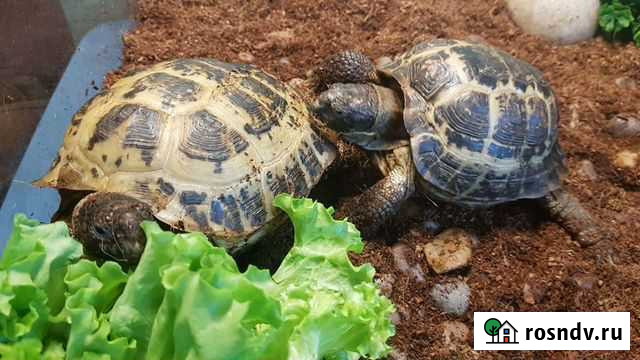 Черепахи сухопутные с террариумом Нижний Новгород - изображение 1
