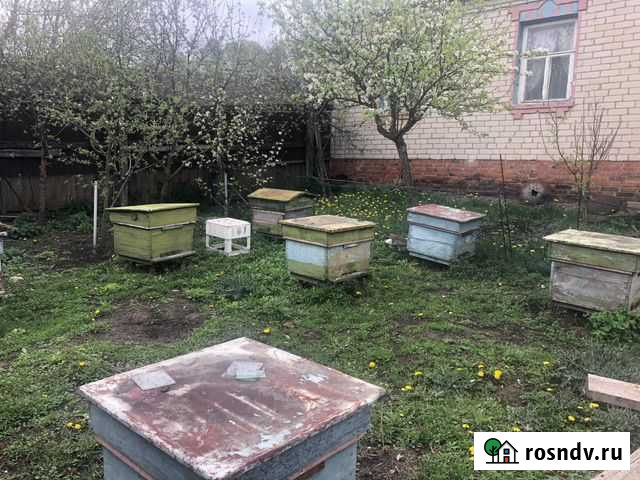 Пчела и сопутствующие товары для пчеловодства Белгород - изображение 1