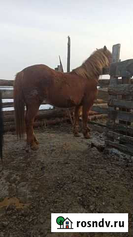 Лошадь Ирбит - изображение 1