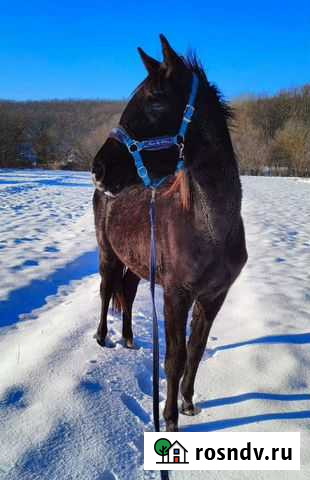 Тракененская кобылка Томаровка - изображение 1
