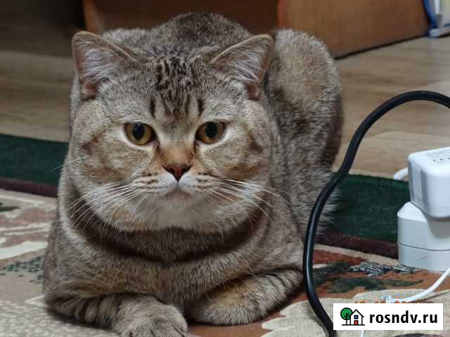 Кот на вязку Сергиев Посад - изображение 1