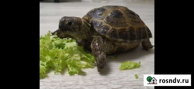 Черепаха сухопутная Маркова - изображение 1