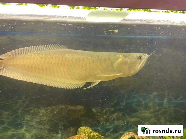 Аравана Москва - изображение 1