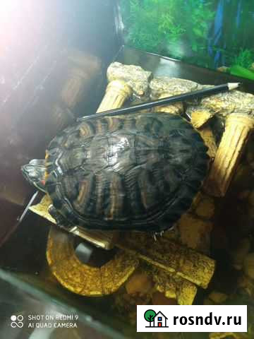 Красноухая черепаха Москва - изображение 1