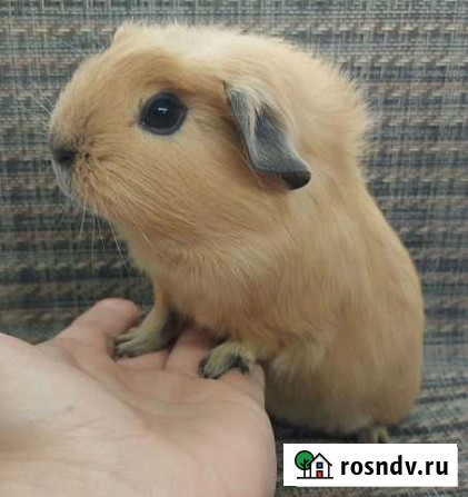 Морские свинки Калифорния Москва - изображение 1