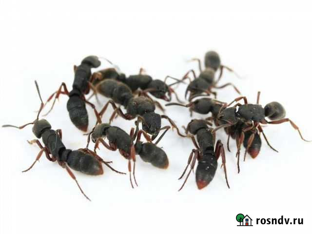 Pachycondyla rufipes (муравей пожарник) Ростов-на-Дону - изображение 1