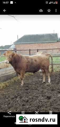 Быки на мясо Хасавюрт - изображение 1