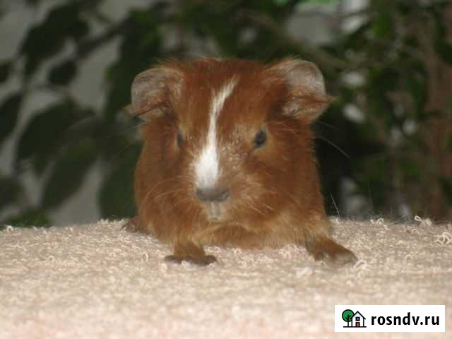 Золота много не бывает - морские свинки Нижний Новгород - изображение 1