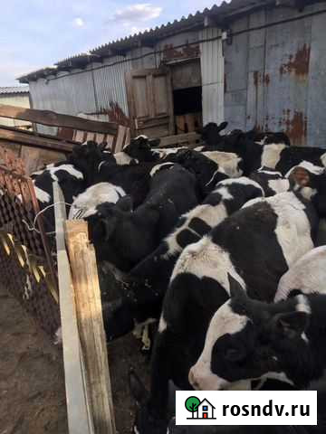 Телята Курск Курск - изображение 1