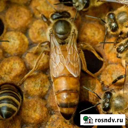 Пчеломатки Бакфаст,зимовалые Козьмодемьянск - изображение 1