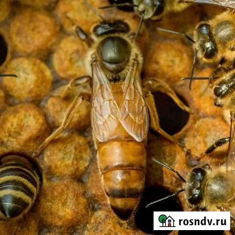 Пчеломатки Бакфаст,зимовалые Козьмодемьянск - изображение 1