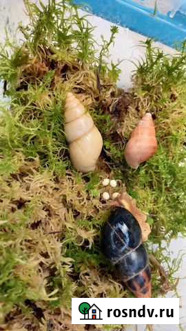 Улитки Лимиколярии Эфиопс Ростов-на-Дону - изображение 1