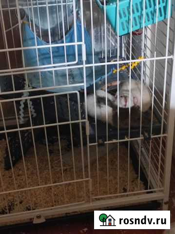 Крысы в добрые руки с клеткой Москва - изображение 1
