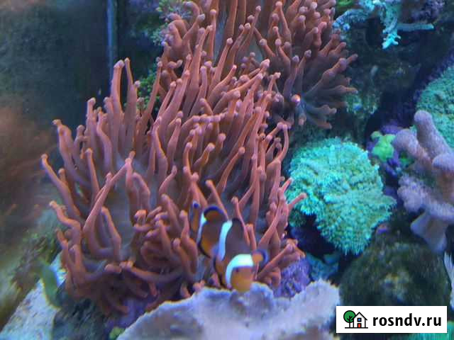 Продаю живые кораллы Видное - изображение 1