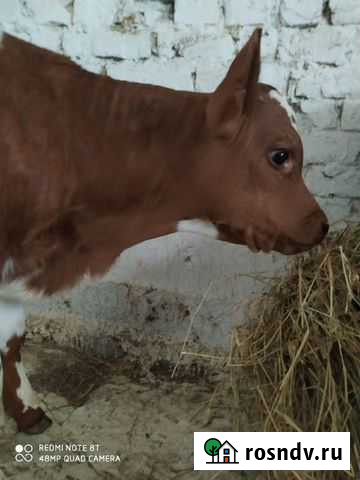 Быки телки. плем Чаплыгин - изображение 1