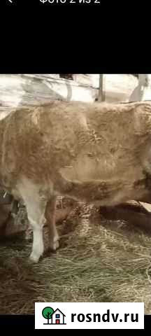 Телка симентал Ишим - изображение 1