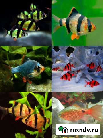 Лучший ассортимент рыбок Батайск - изображение 1