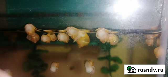 Аквариумная Улитка Ампулярия Елец - изображение 1