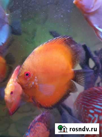 Дискус Санкт-Петербург - изображение 1