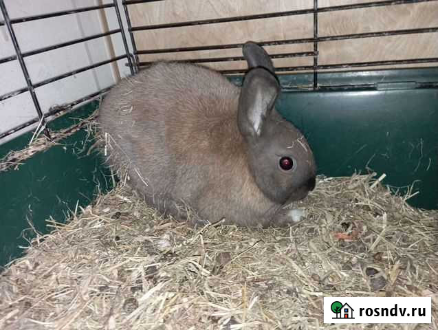 Кролик Норильск - изображение 1