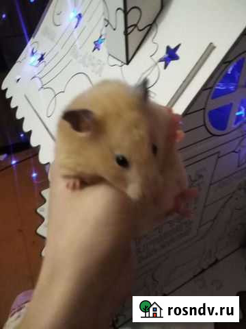 Сирийский хомяк Курск - изображение 1