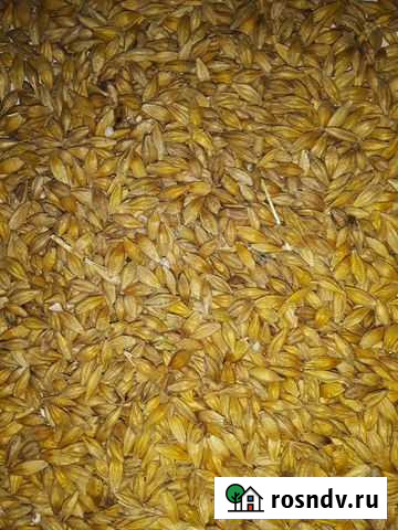 Ячмень фуражный Троицк - изображение 1