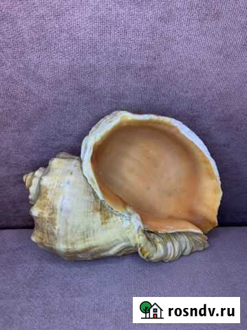 Ракушка Красноярск - изображение 1