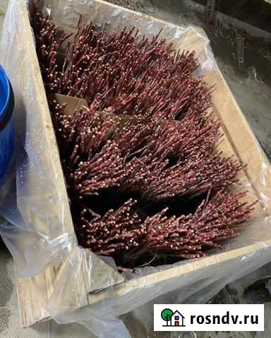 Зимняя окулировка деревьев Баксан - изображение 1