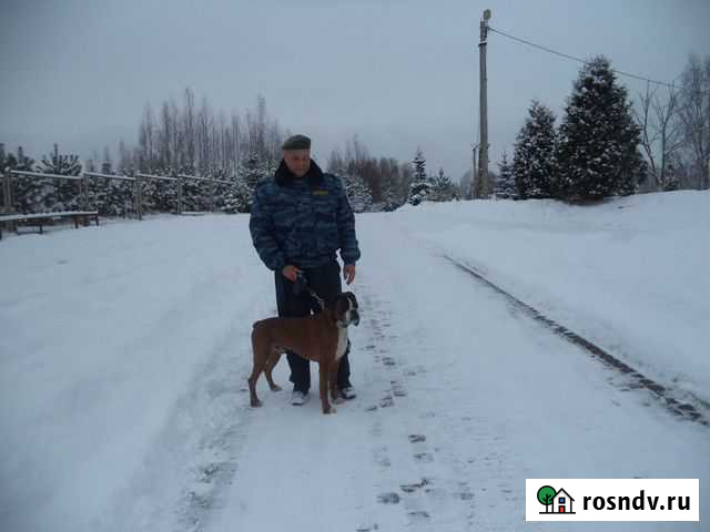 Выгул собак, кормление, уход, мед прививки, дрессу Санкт-Петербург - изображение 1