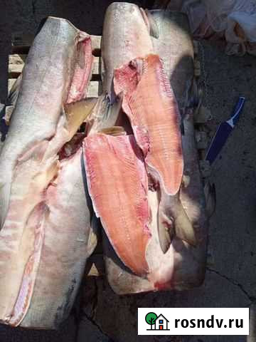 Продам кету Б/Г 2-ой сорт в Комсомольске н/А Комсомольск-на-Амуре - изображение 1