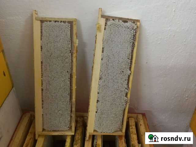 Мед в сотах Бийск - изображение 1