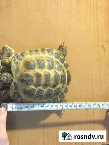 Черепаха Ростов-на-Дону - изображение 1