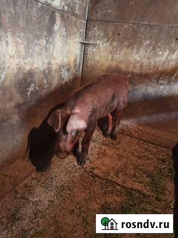 Дюрок Грязи - изображение 1