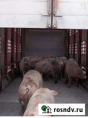 Свини крс Ленинградская - изображение 1