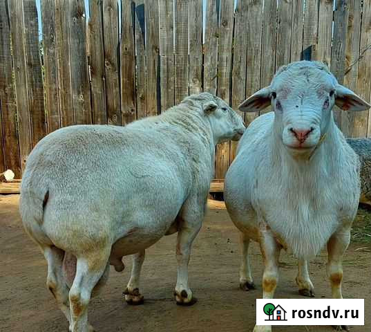 Ягнята от Дорпера 2021 года Набережные Челны - изображение 1