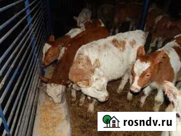 Телята Белая Глина - изображение 1