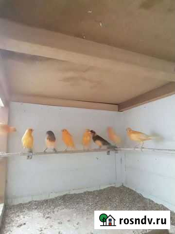 Конорейка Саранск - изображение 1