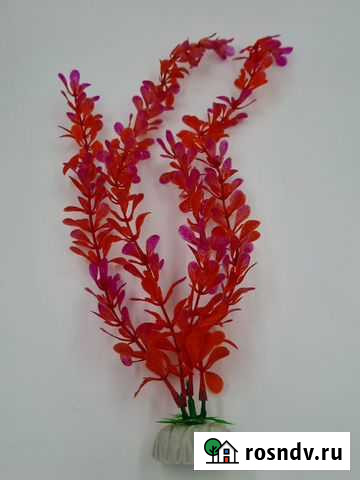 Водоросли для аквариума Москва - изображение 1