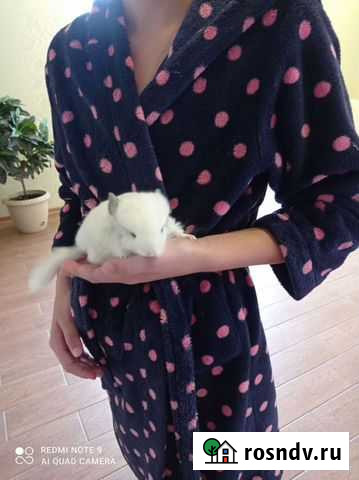 Шиншилла белый вильсон Екатеринбург - изображение 1