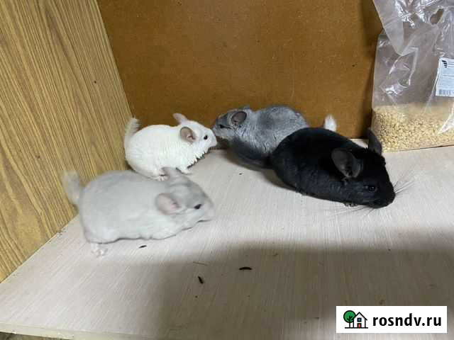 Шиншилла Майкоп - изображение 1