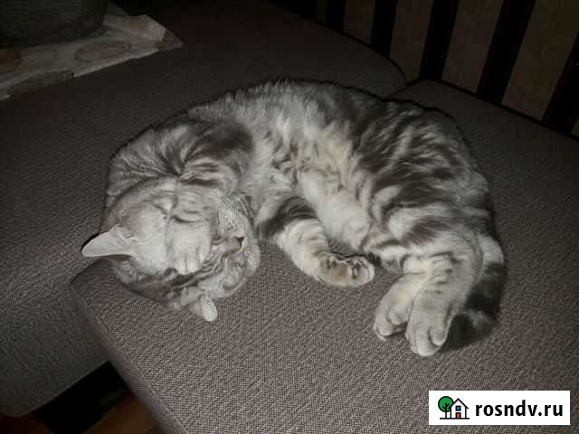 Вязка (Шотландец) Моршанск - изображение 1