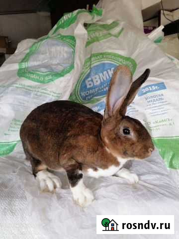 Кролики рексы Пермь - изображение 1