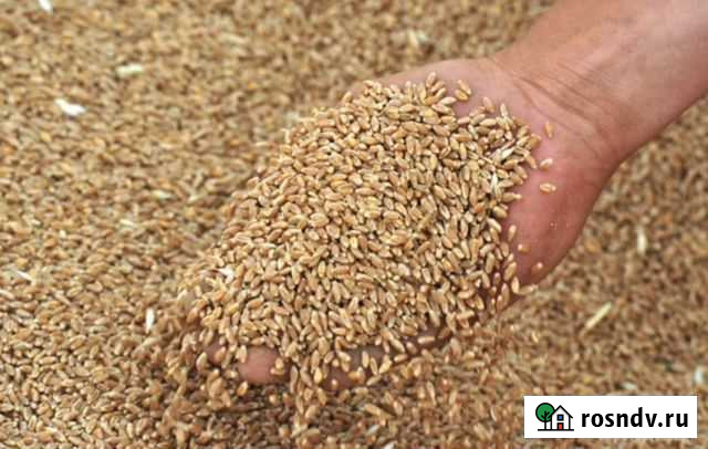 Пшеница, Ячмень, Овёс урожай 2021 года Кашира - изображение 1