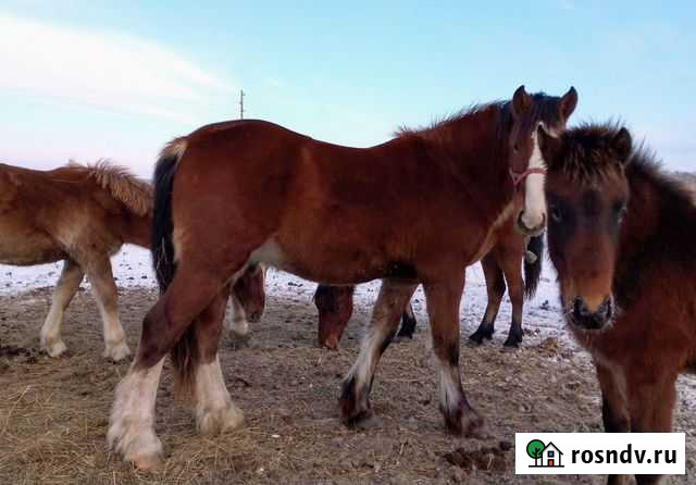 Владимировский тяж Оконешниково - изображение 1