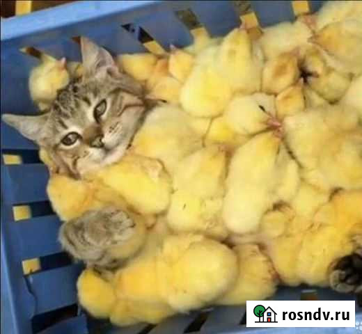 Цыплята суточные, замороженные на корм животным Мурманск - изображение 1